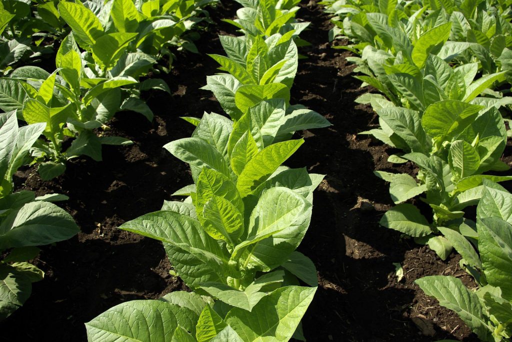 hoja de tabaco para cigarros